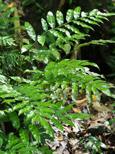 Bolbitis scalpturata (Bolbitis scalpturata)