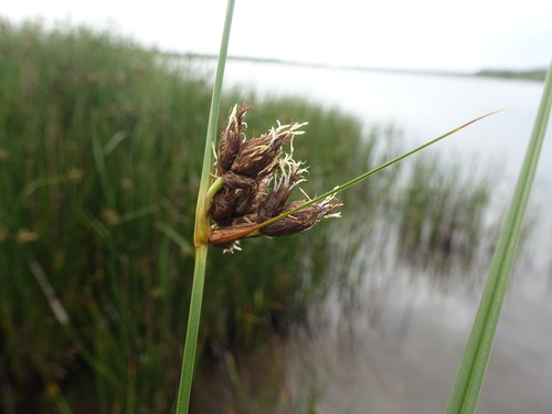 Bulrush (Bolboschoenus maritimus)