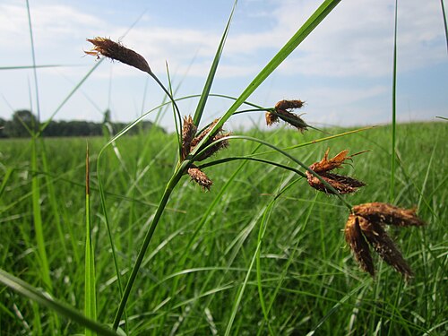 Bulrush: Gewöhnliche Strandsimse ( Bolboschoenus maritimus ) im Hockenheimer Rheinbogen
