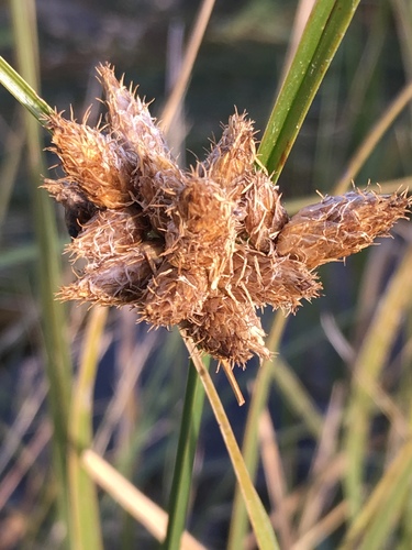 Bulrush (Bolboschoenus maritimus)