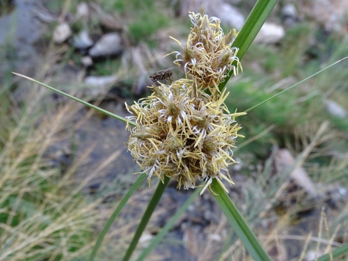 Bulrush (Bolboschoenus maritimus)
