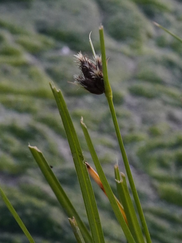 Bulrush (Bolboschoenus maritimus)