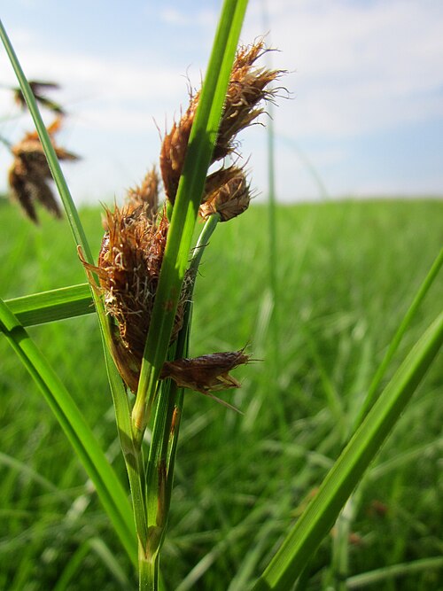Bulrush: Gewöhnliche Strandsimse ( Bolboschoenus maritimus ) im Hockenheimer Rheinbogen
