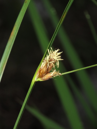 Bulrush (Bolboschoenus maritimus)