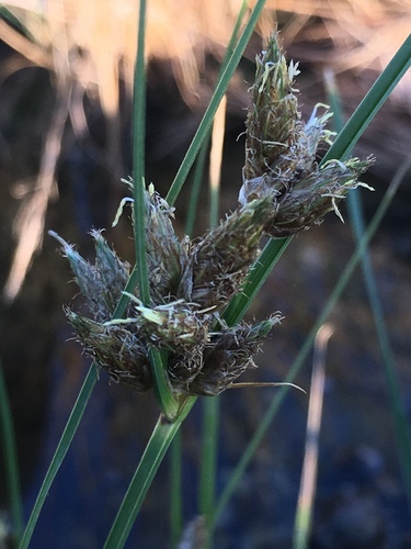 Bulrush (Bolboschoenus maritimus)