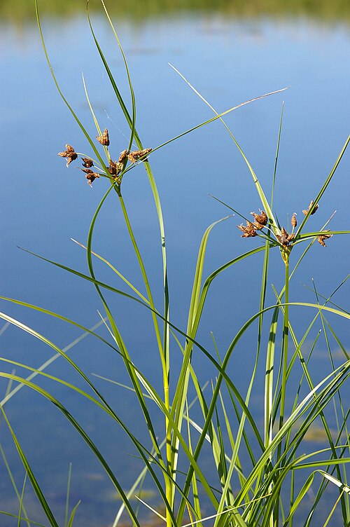 Bulrush: Plant from the complex Bolboschoenus maritimus s.l., probably the species Bolboschoenus laticarpus .