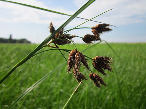 Bulrush: Gewöhnliche Strandsimse ( Bolboschoenus maritimus ) im Hockenheimer Rheinbogen