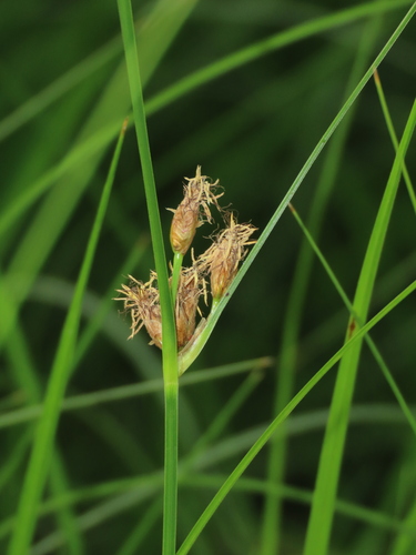 Bulrush (Bolboschoenus maritimus)