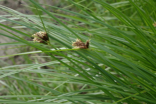 Bulrush (Bolboschoenus maritimus)