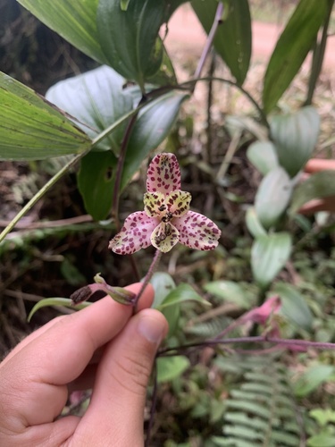 Bomarea cordifolia (Bomarea cordifolia)
