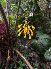 Bomarea lutea (Bomarea lutea)