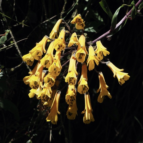 Bomarea lutea (Bomarea lutea)