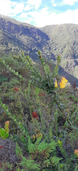 Bomarea lutea (Bomarea lutea)