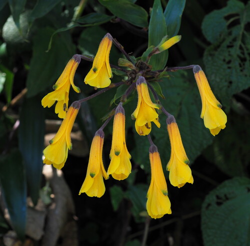 Bomarea lutea (Bomarea lutea)