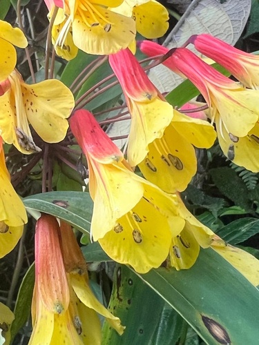 Bomarea lutea (Bomarea lutea)