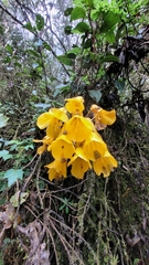 Bomarea lutea (Bomarea lutea)