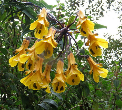 Bomarea lutea (Bomarea lutea)