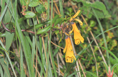 Bomarea lutea (Bomarea lutea)