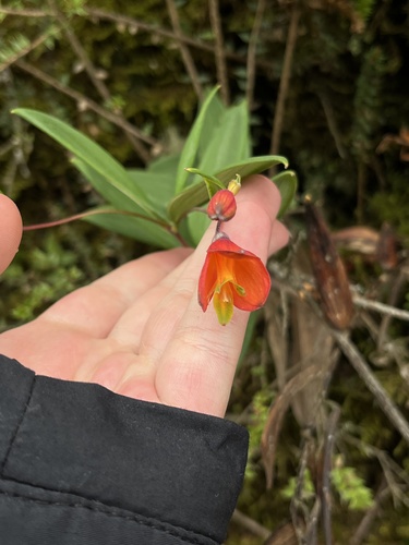 Bomarea pauciflora (Bomarea pauciflora)
