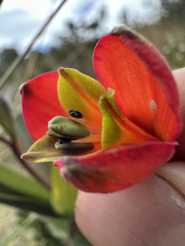 Bomarea pauciflora (Bomarea pauciflora)
