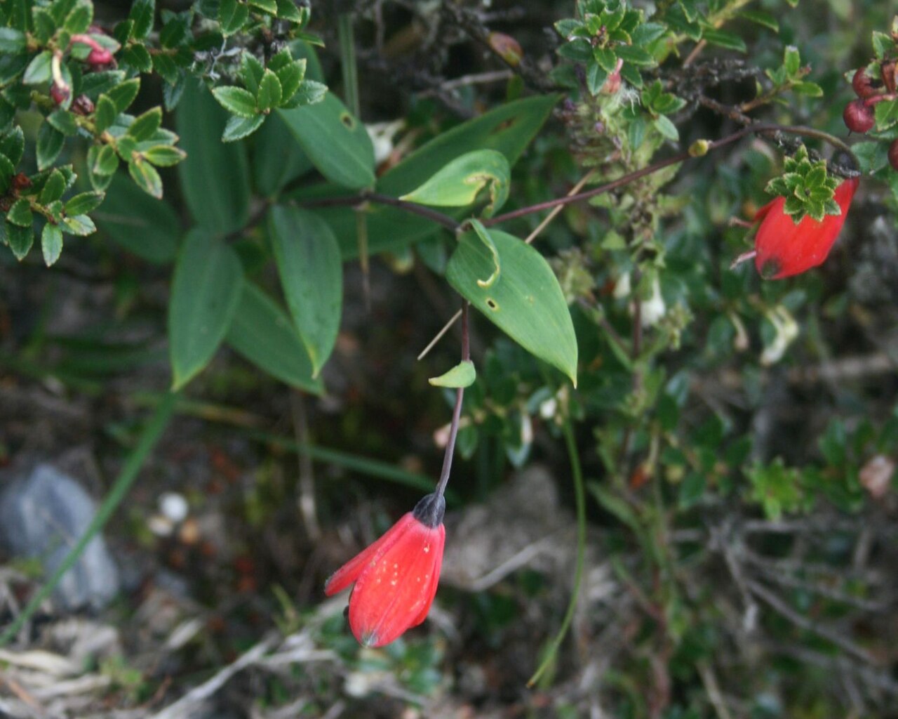 Bomarea pauciflora: Bomarea pauciflora , Inkaliliengewächse (Alstroemeriaceae) – Kolumbien/Colombia: Dpto. Cundinamarca, Parque Nacional Natural Chingaza, Sendero Lagunas de Siecha
