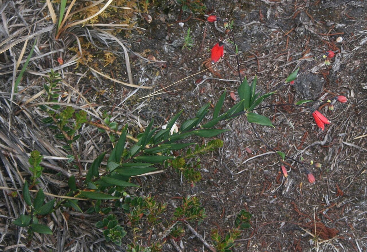 Bomarea pauciflora: Bomarea pauciflora , Inkaliliengewächse (Alstroemeriaceae) – Kolumbien/Colombia: Dpto. Cundinamarca, Parque Nacional Natural Chingaza, Sendero Lagunas de Siecha