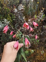 Bomarea pauciflora (Bomarea pauciflora)