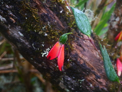 Bomarea pauciflora (Bomarea pauciflora)