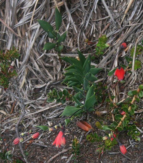 Bomarea pauciflora: Bomarea pauciflora , Inkaliliengewächse (Alstroemeriaceae) – Kolumbien/Colombia: Dpto. Cundinamarca, Parque Nacional Natural Chingaza, Sendero Lagunas de Siecha