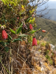 Bomarea pauciflora (Bomarea pauciflora)
