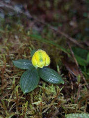 Bomarea pumila (Bomarea pumila)