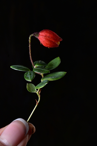 Bomarea pumila (Bomarea pumila)