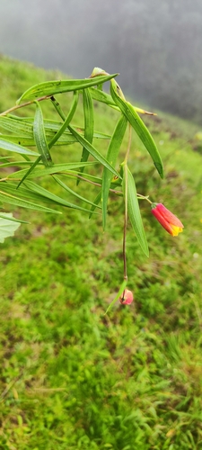 Bomarea vargasii (Bomarea vargasii)