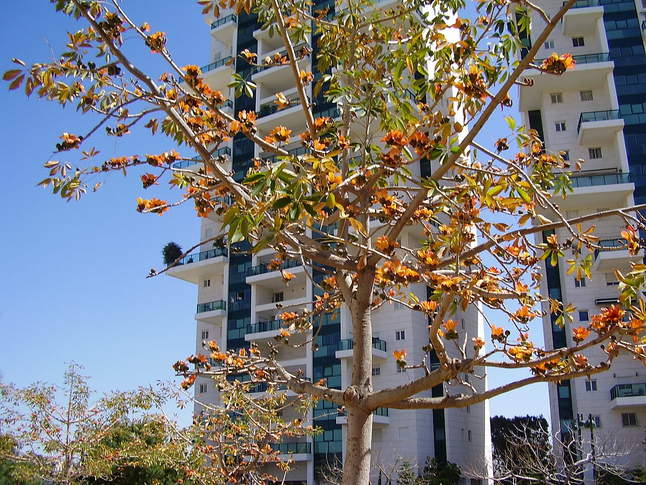 Gold Coast bombax: flowers of bombax malabricum