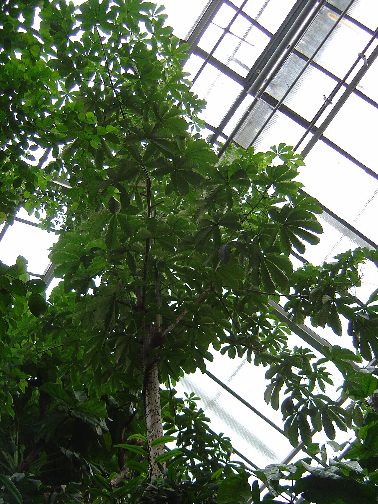 Gold Coast bombax: Photograph of a gold coast bombax ( Bombax buonopozense ) growing in a greenhouse in Münster, Germany