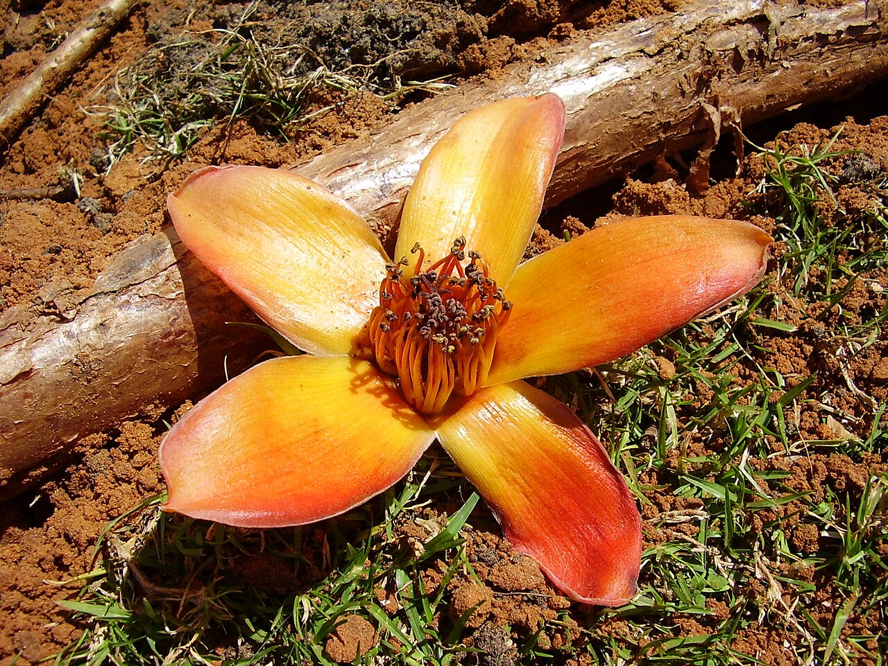 Gold Coast bombax: Flower of Bombax Ceiba
