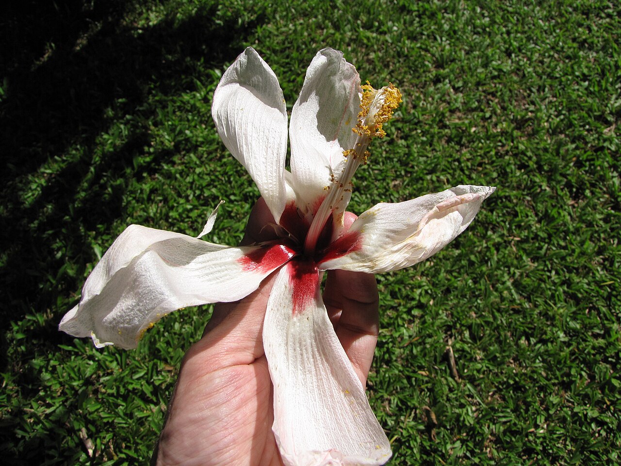 Bombycidendron campylosiphon: Hibiscus campylosiphon var. glabrescens (Lanutan) Flower at Kahanu Gardens NTBG Kaeleku Hana, Maui, Hawaii. November 04, 2009 #091104-9159 Image Use Policy Also