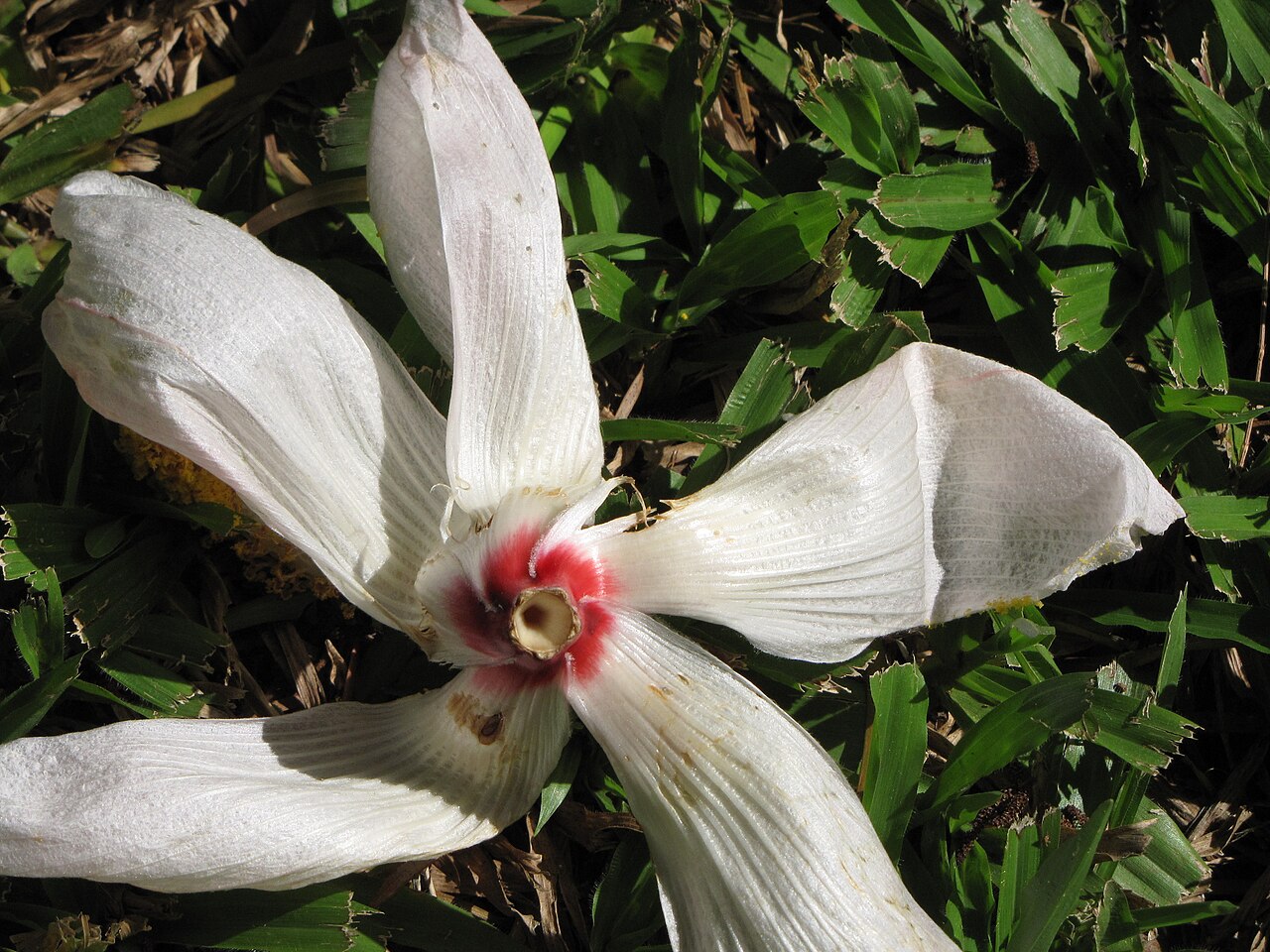 Bombycidendron campylosiphon: Hibiscus campylosiphon var. glabrescens (Lanutan) Flower at Kahanu Gardens NTBG Kaeleku Hana, Maui, Hawaii. November 04, 2009 #091104-9158 Image Use Policy Also