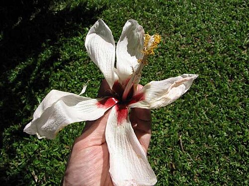 Bombycidendron campylosiphon: Hibiscus campylosiphon var. glabrescens