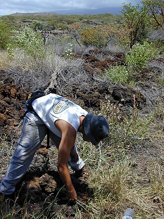Hawai'i lady's nightcap: Bonamia menziesii (first planting with Jeremy). Location: Maui, Puu o Kali