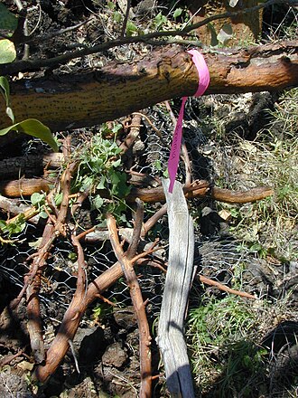 Hawai'i lady's nightcap: Bonamia menziesii (first planting). Location: Maui, Puu o Kali