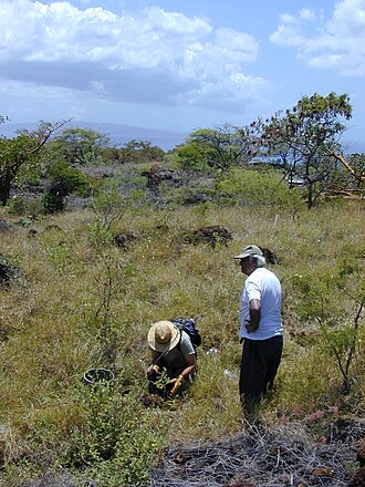 Hawai'i lady's nightcap: Bonamia menziesii (first planting with Art and Rene). Location: Maui, Puu o Kali