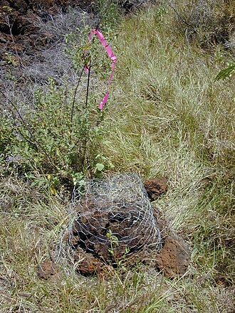 Hawai'i lady's nightcap: Bonamia menziesii (planted). Location: Maui, Puu o Kali