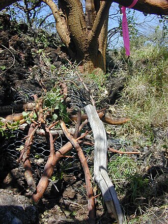 Hawai'i lady's nightcap: Bonamia menziesii (first planting). Location: Maui, Puu o Kali