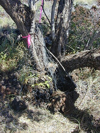 Hawai'i lady's nightcap: Bonamia menziesii (first planting). Location: Maui, Puu o Kali