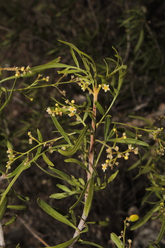 Bonetiella anomala (Bonetiella anomala)