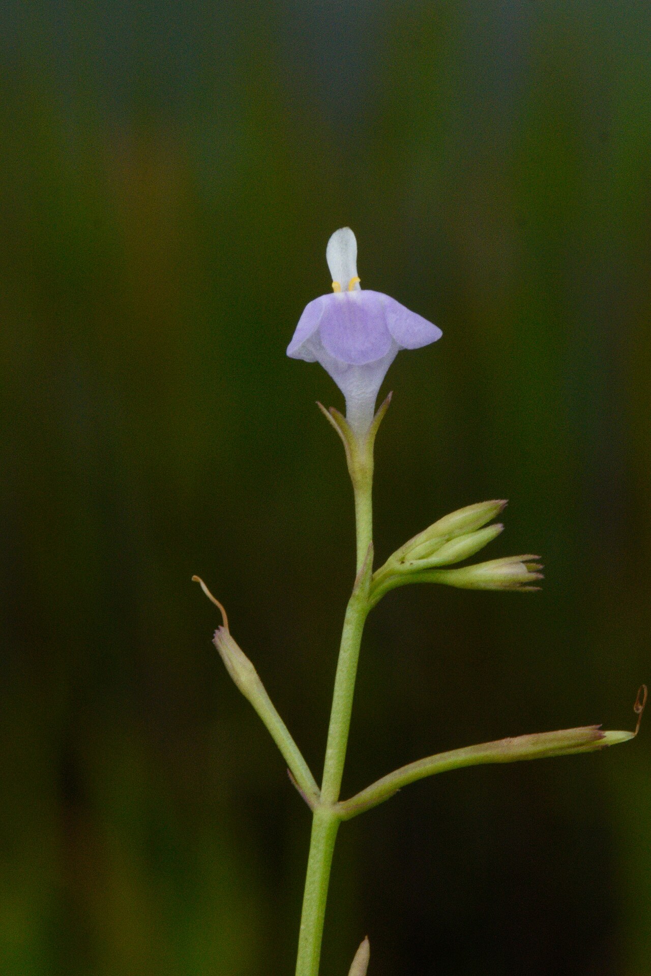 Sparrow false pimpernel: Herbaceous plant belonging to Linderniaceae family