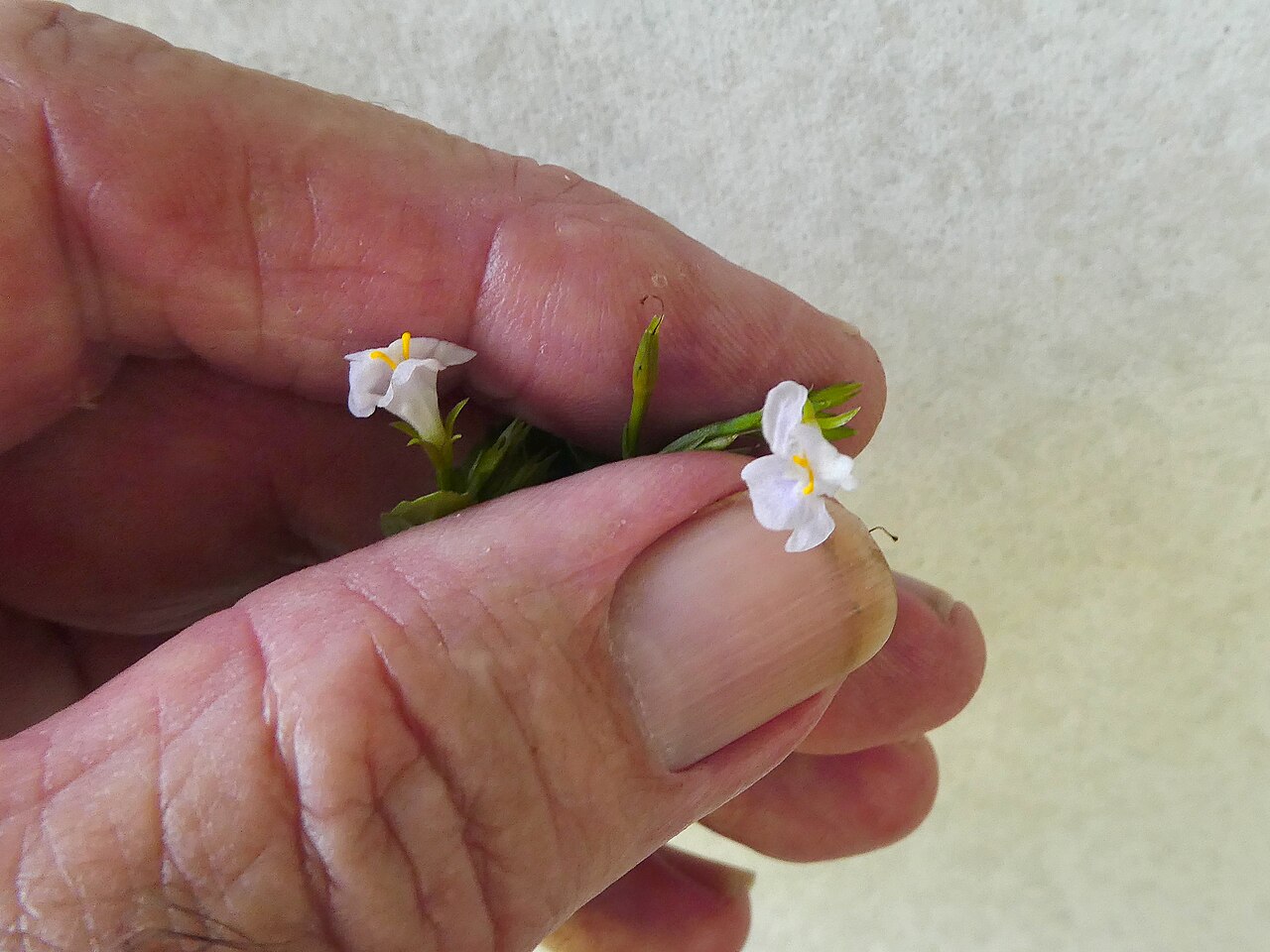 Sparrow false pimpernel: Bonnaya antipoda in Cairns, Queensland, April 2024