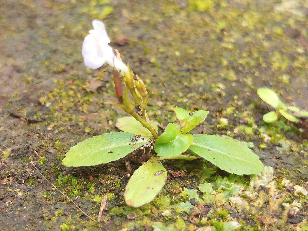 Sparrow false pimpernel: Bonnaya antipoda