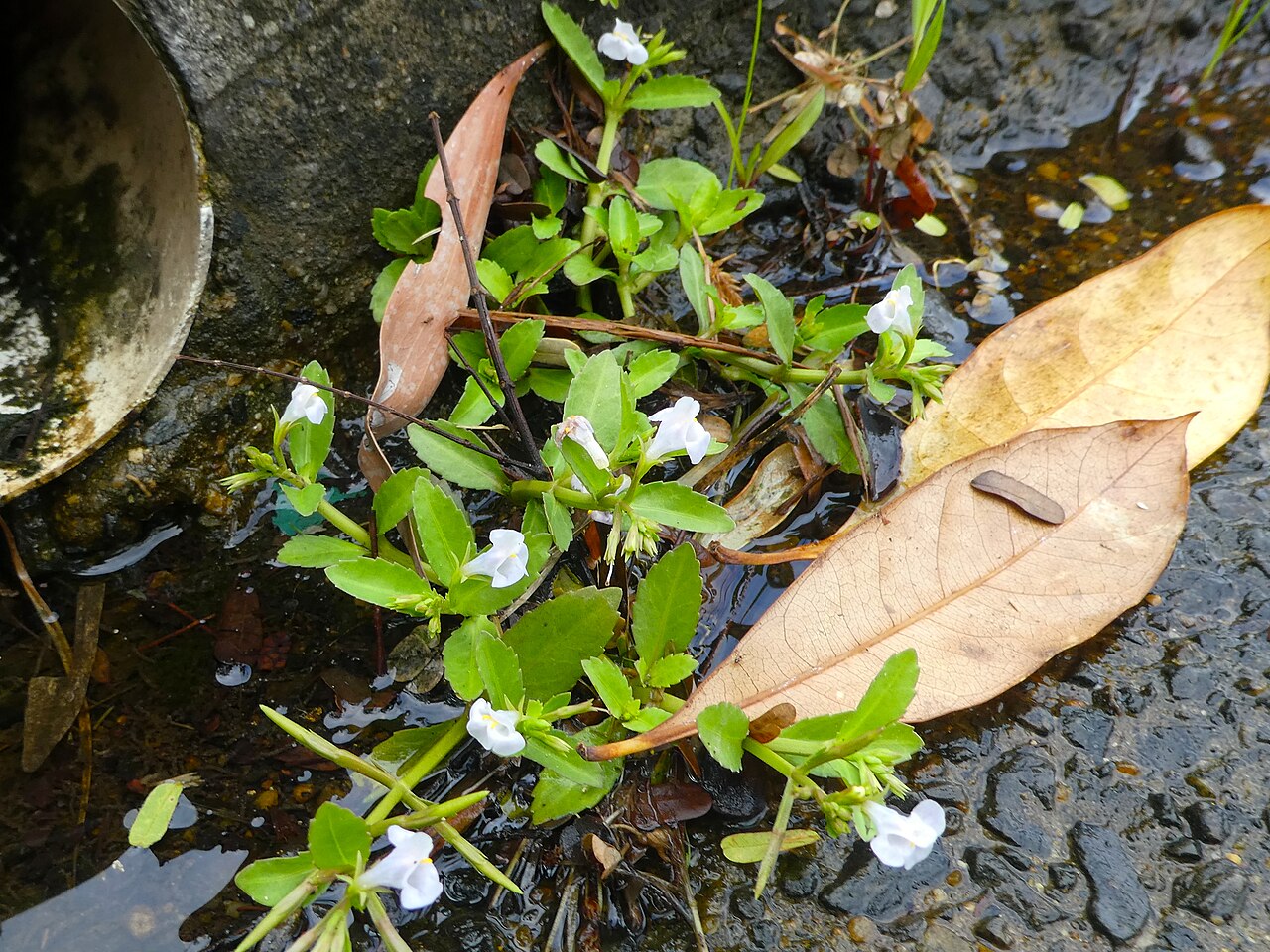 Sparrow false pimpernel: Bonnaya antipoda in Cairns, Queensland, April 2024